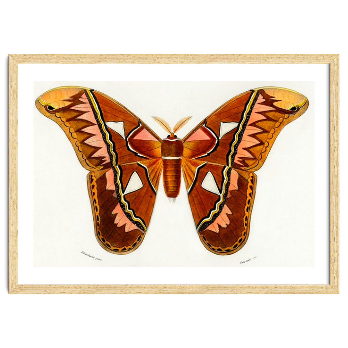 Attacus Atlas Moth illustrated