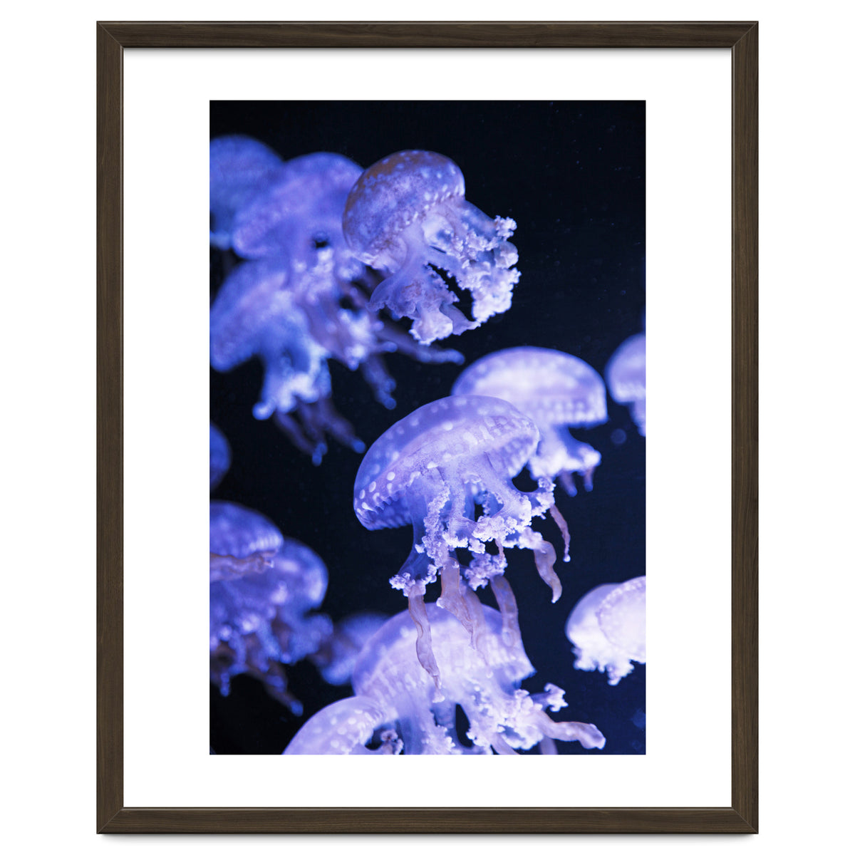 Jellyfish
