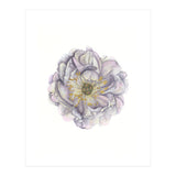 A Peony In Grey Std (Print Only) thumbnail