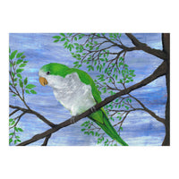 Quaker parrot (Print Only)