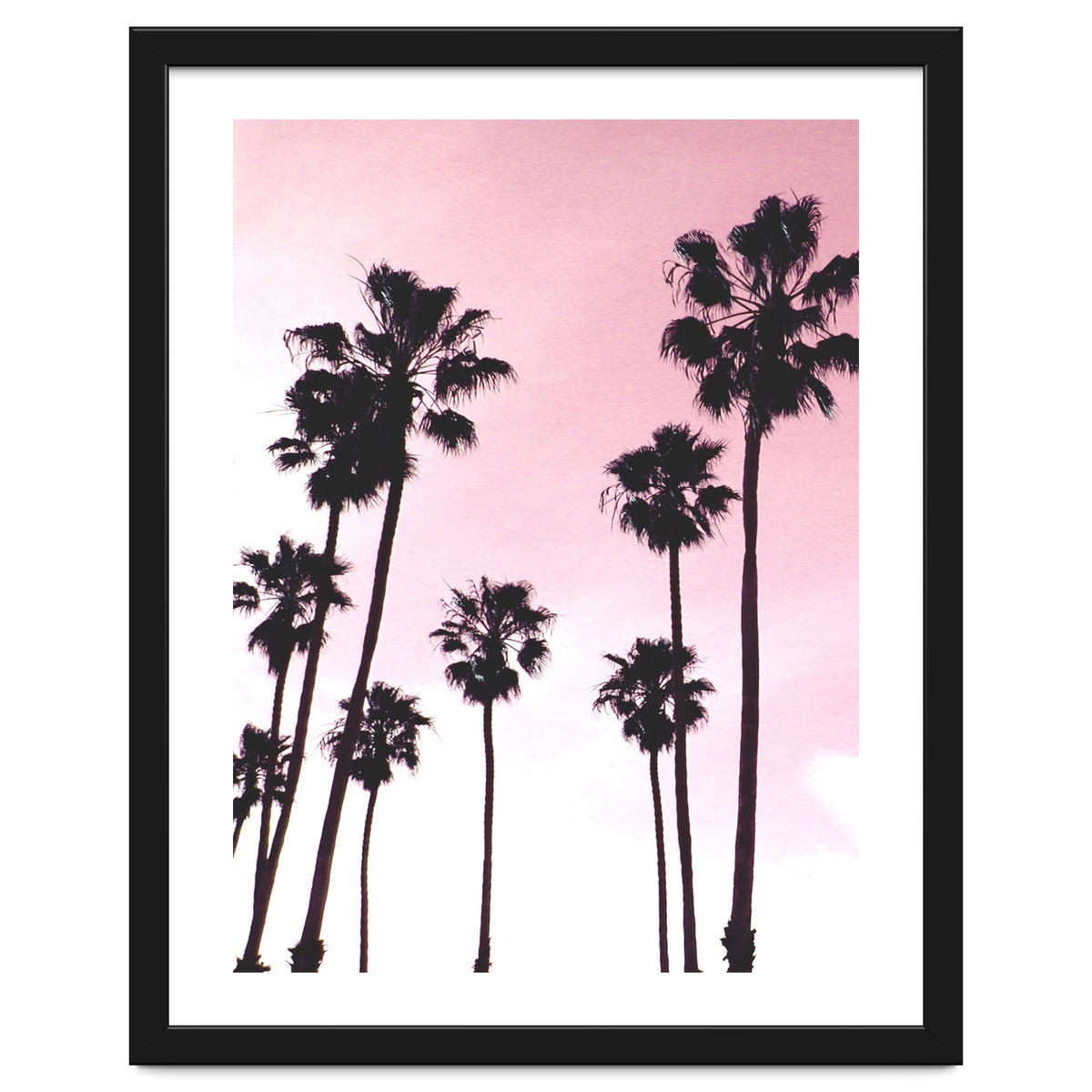 Palms & Sunset