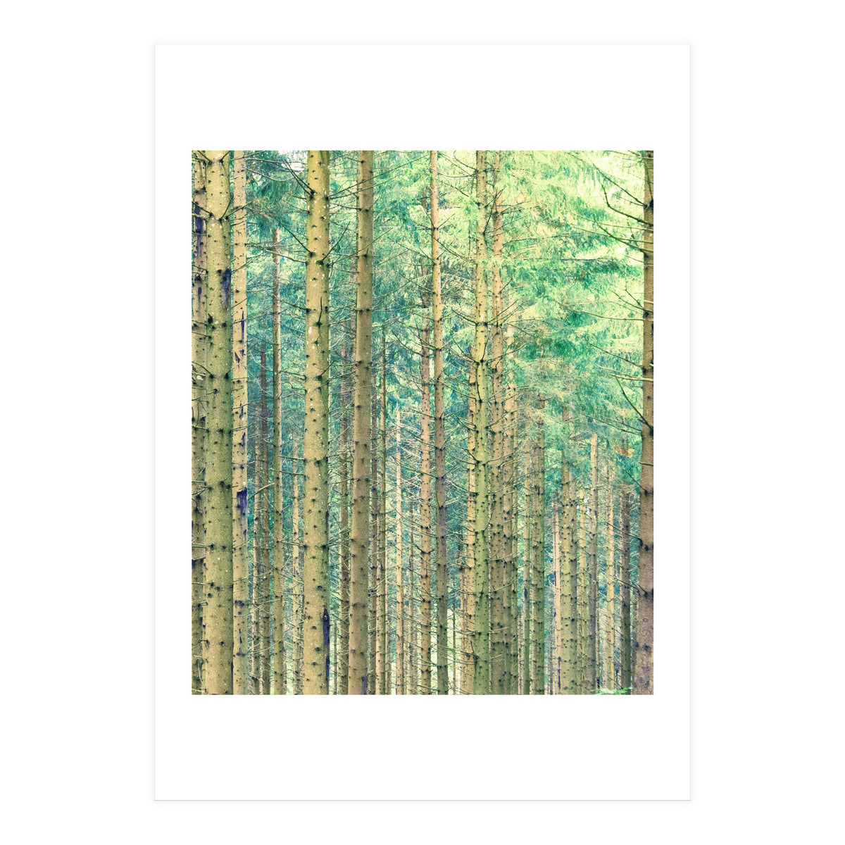 Locked In The Woods (Print Only)