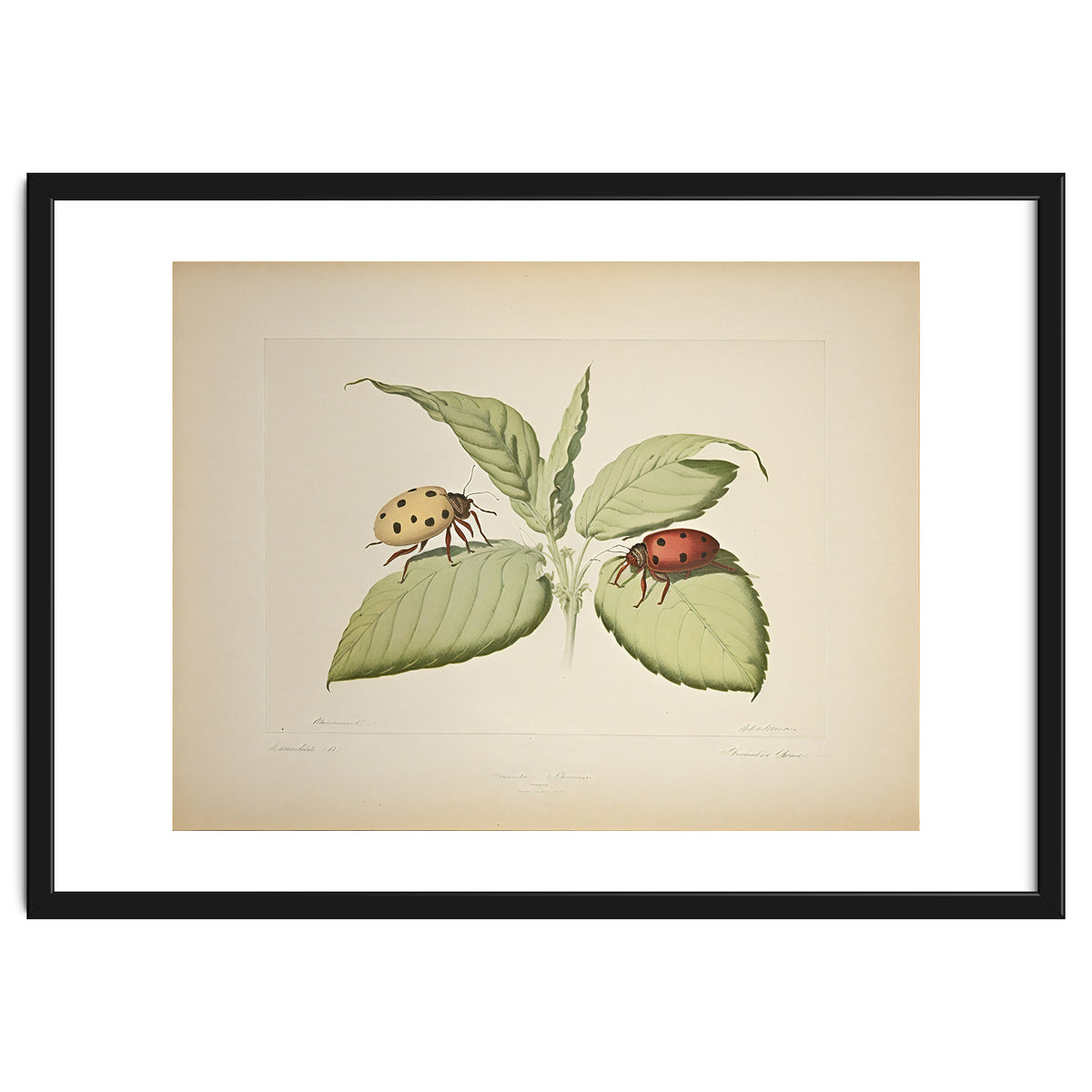 Vintage Ladybirds Illustration