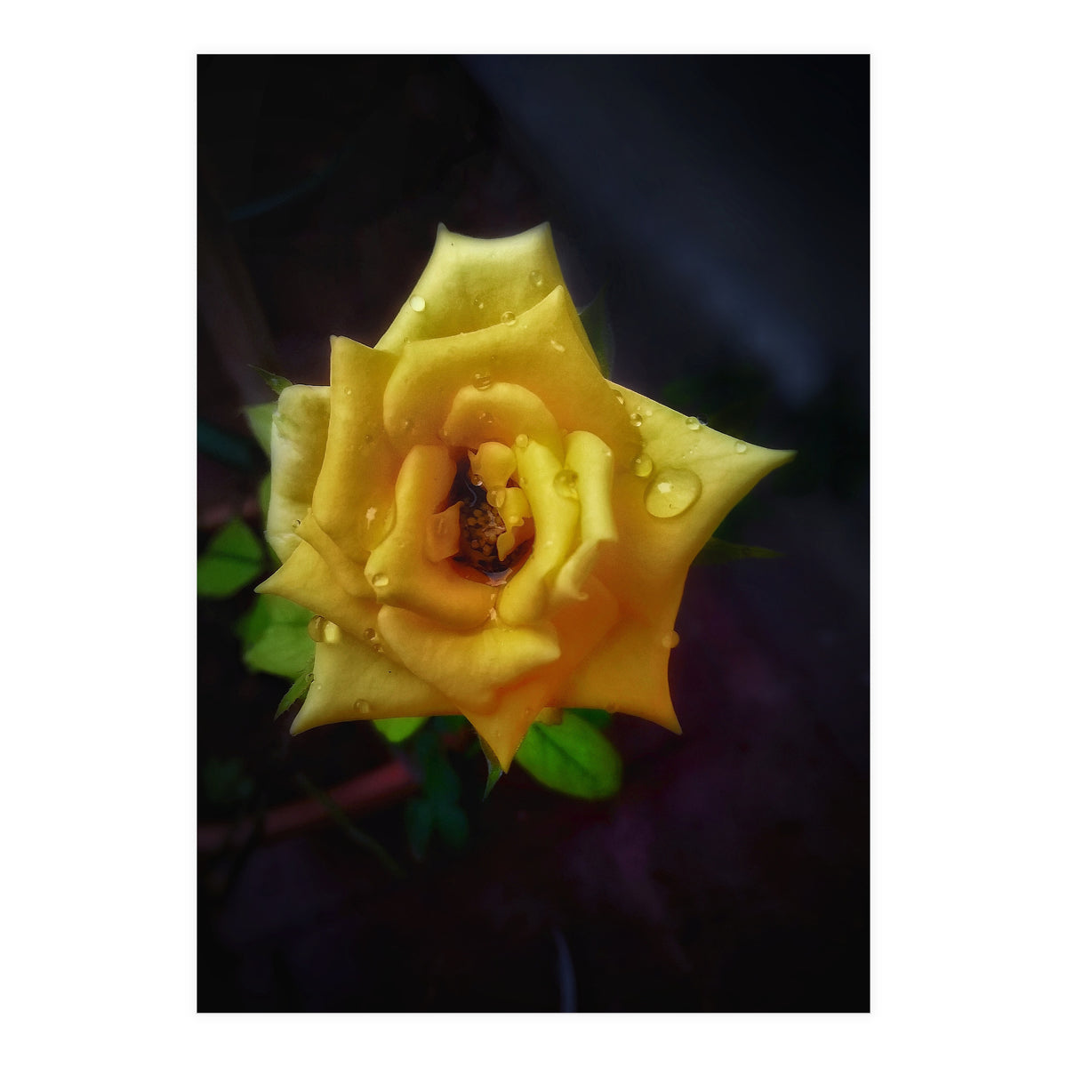 Yellow Flora (Print Only)