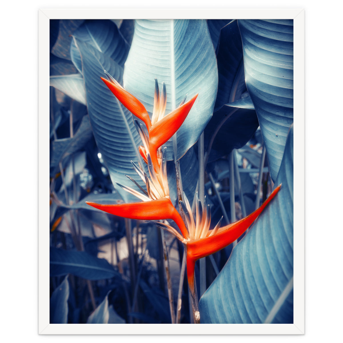 Parakeet Tropical Flower