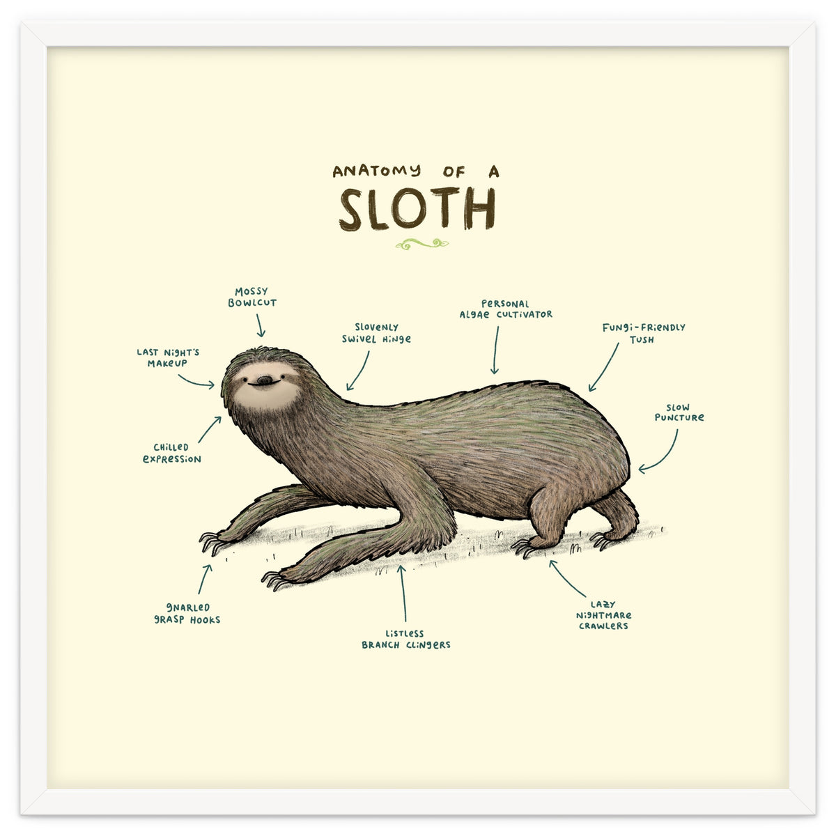 Anatomy Of A Sloth