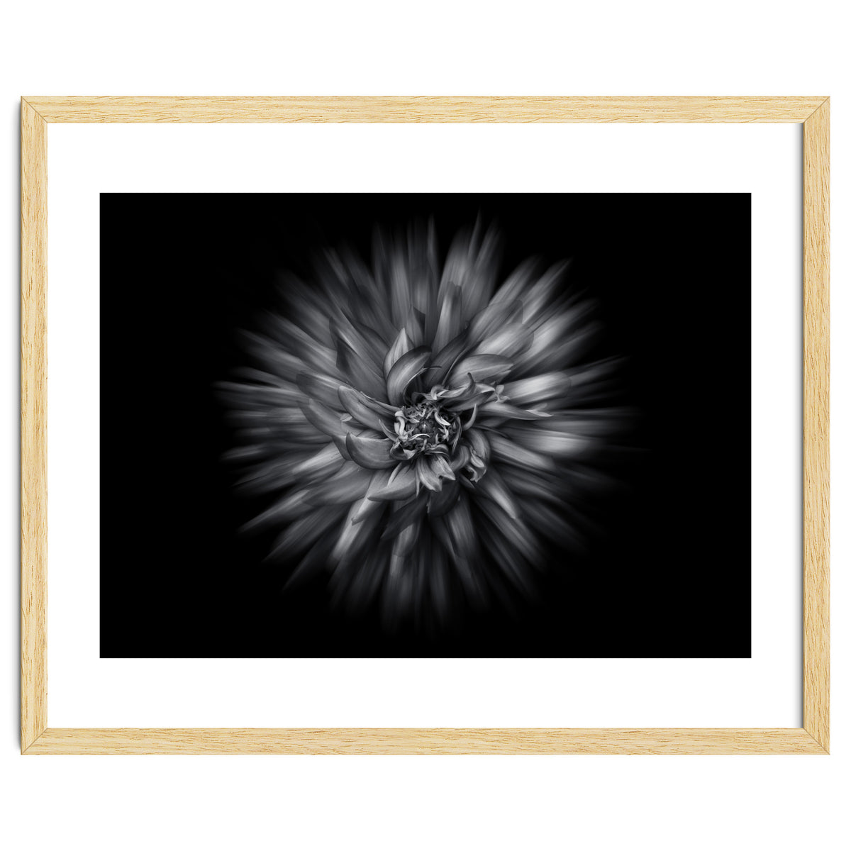 Backyard Flowers In Black And White 20 Flow Version