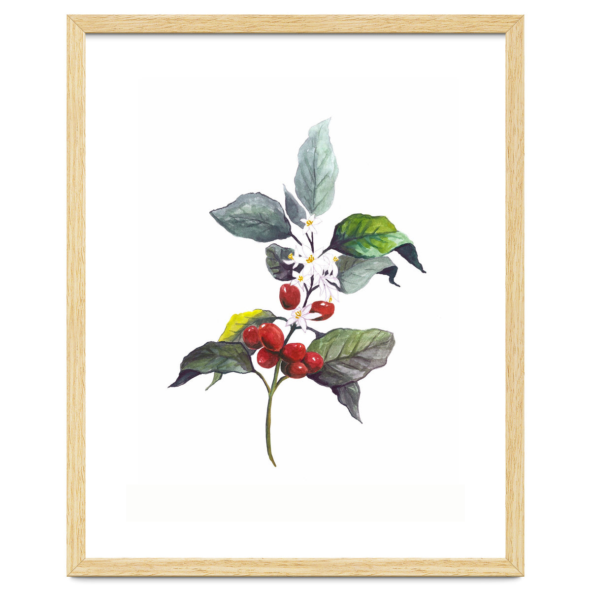 1 Botanical Illustration Kaffee Pflanze