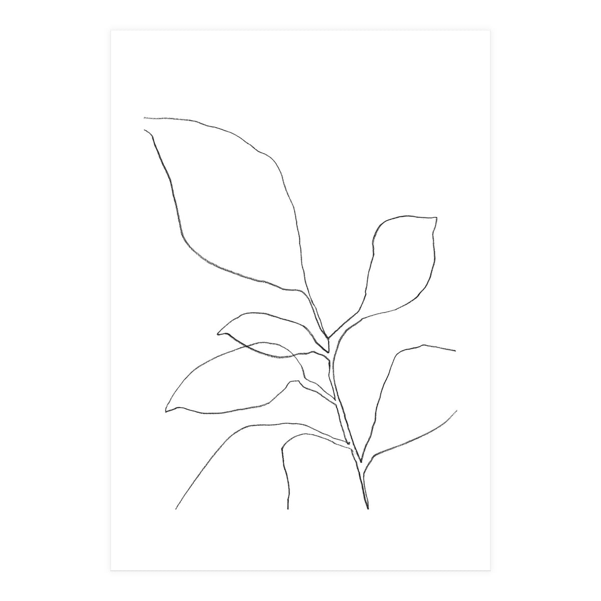 Six Leaf Plant (Print Only)