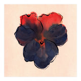 Blue Pansy (Print Only) thumbnail