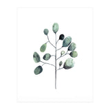 Botanical Illustration Eukalyptus (Print Only) thumbnail