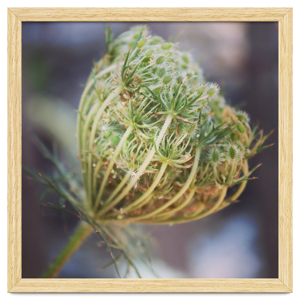 Seed head
