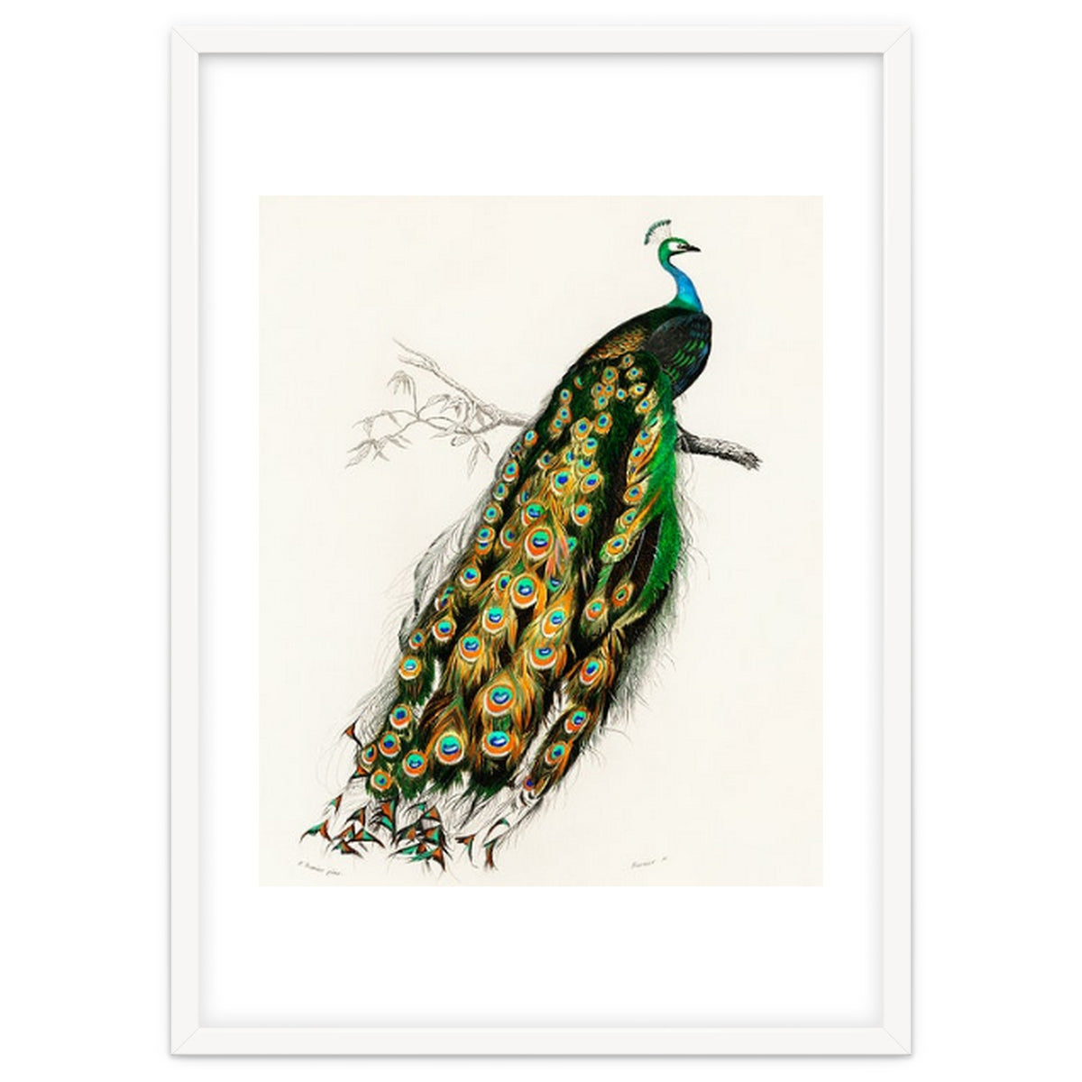 Indian peafowl illustrated