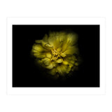 Backyard Flowers No 41 Color Version (Print Only) thumbnail