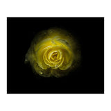 Backyard Flowers 64 Color Version (Print Only) thumbnail