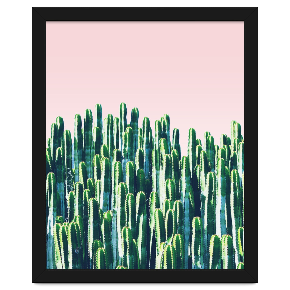 Cactus & Sunset II