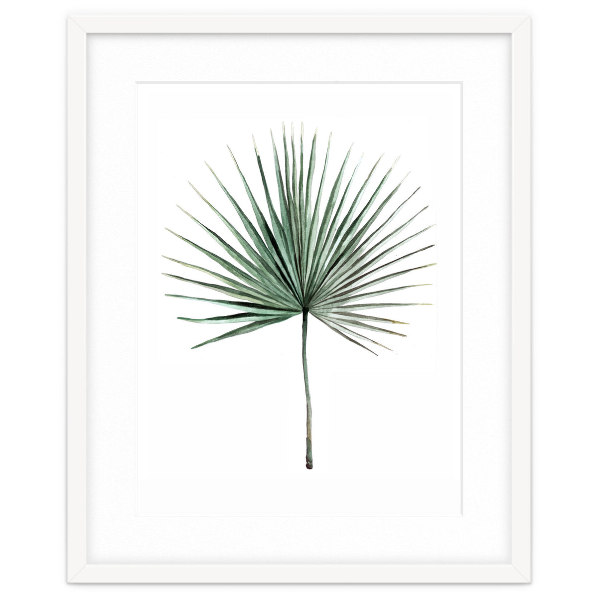 Botanical Illustration Fanpalm