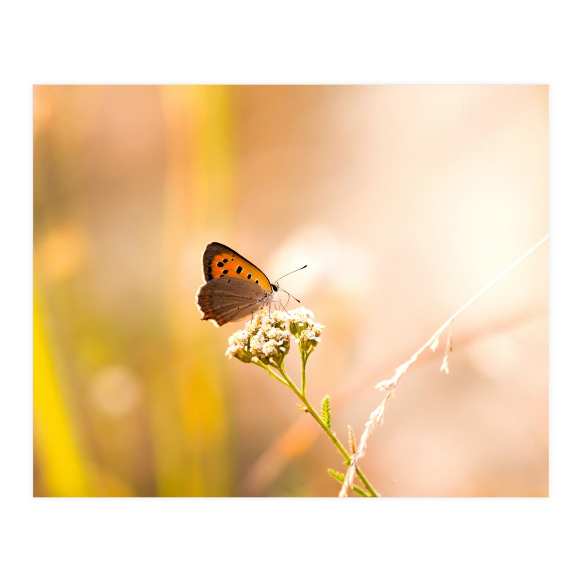 Butterfly (Print Only)