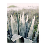 Pale Agave  (Print Only) thumbnail