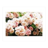 Roses (Print Only) thumbnail
