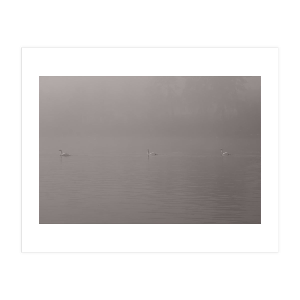 Swans in the mist (Print Only)