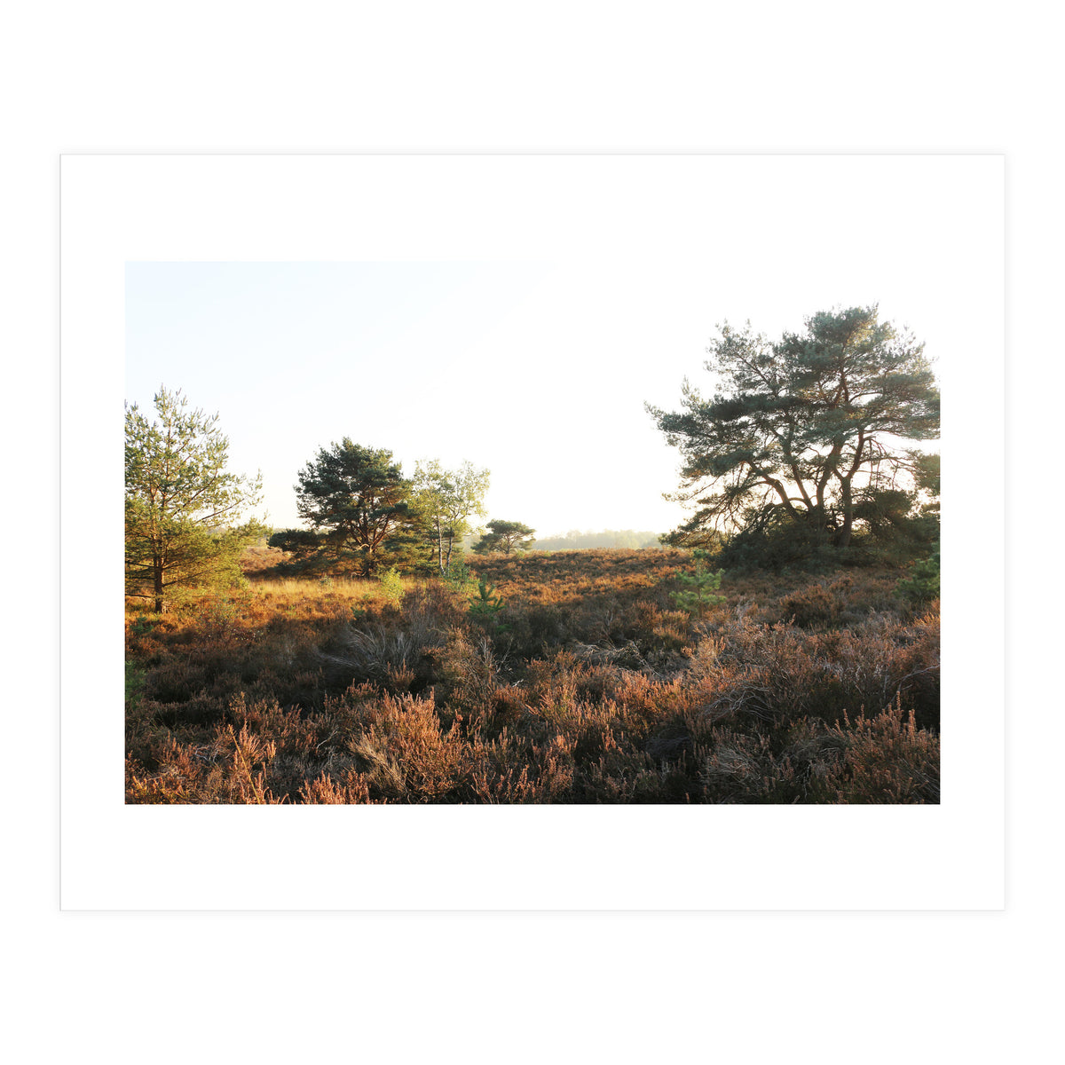 Heath landscape (Print Only)