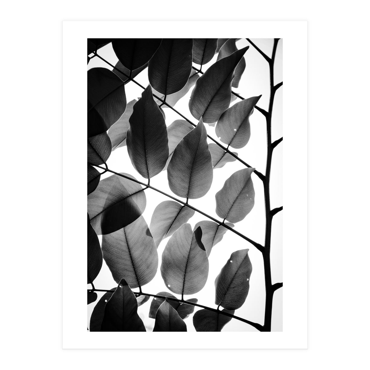 Branches and Leaves II (Print Only)