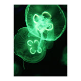 Jellyfish (Print Only) thumbnail