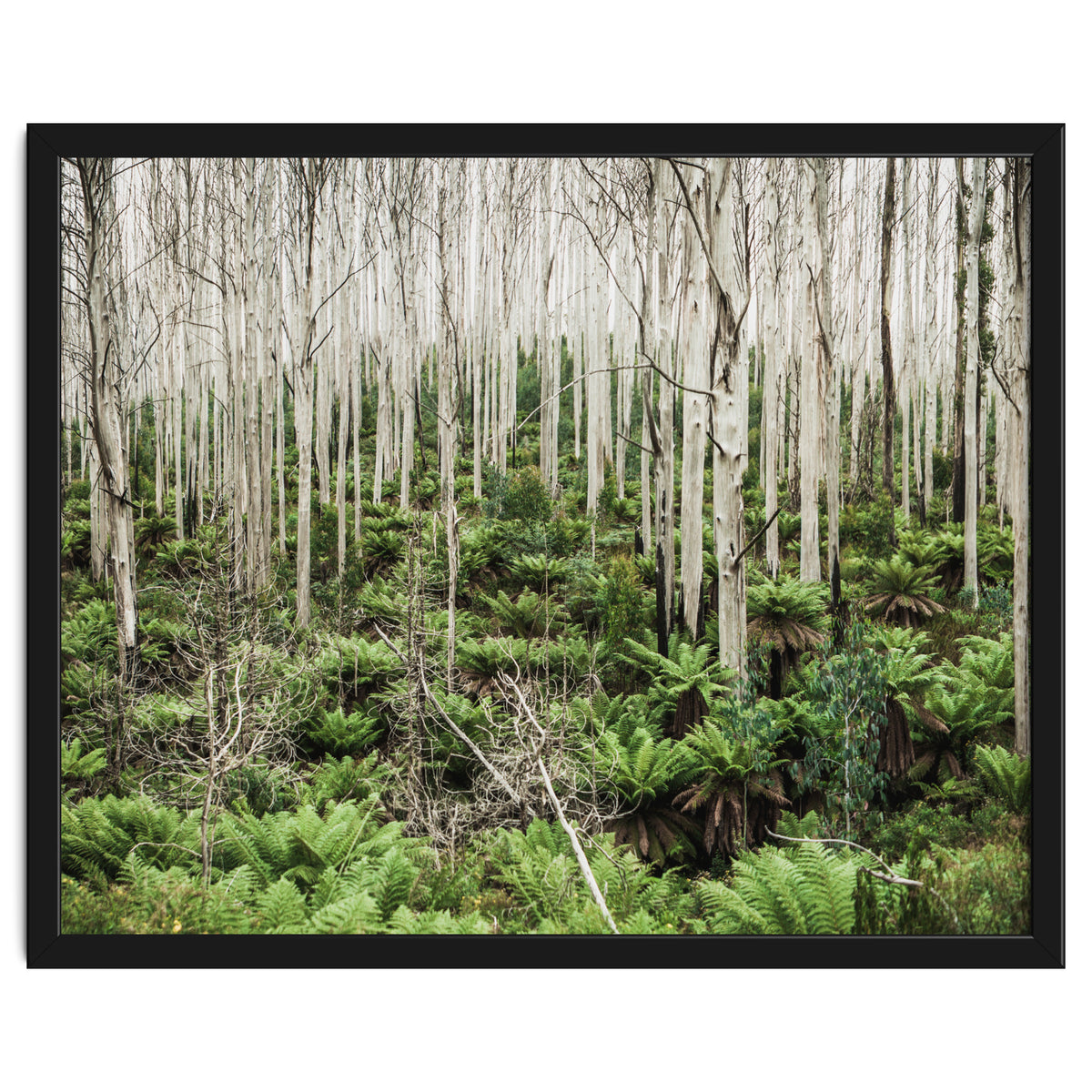 Forest After The Fire