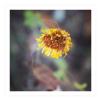 yellow daisy (Print Only)