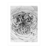 A Rose in Monochrome (Print Only) thumbnail