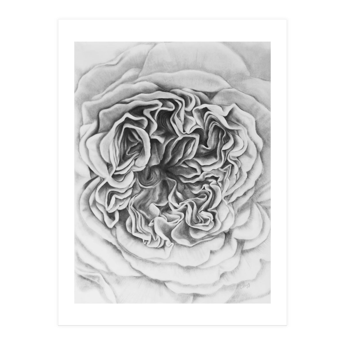 A Rose in Monochrome (Print Only)