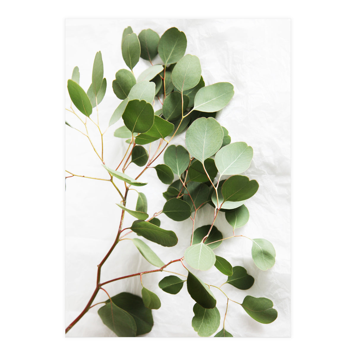 Eucalyptus (Print Only)