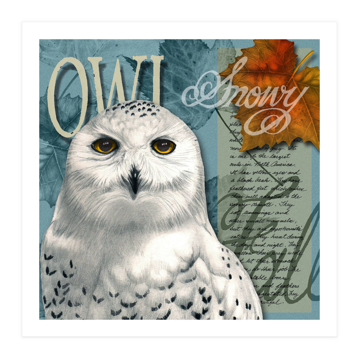 Snow Owl (Print Only)