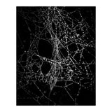 Spiderweb No 4 (Print Only) thumbnail