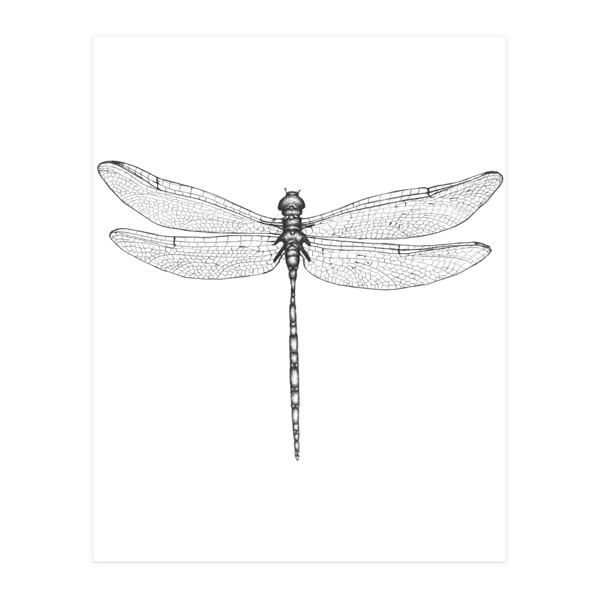 Dragonfly Wings (Print Only)
