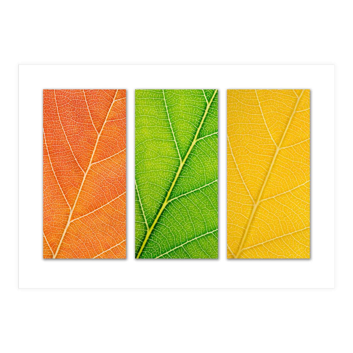 Autumn Leaves (Print Only)