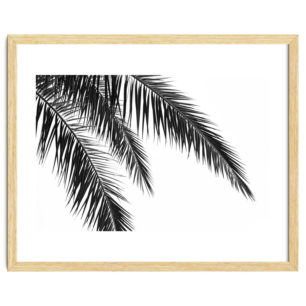 Palm Leaves