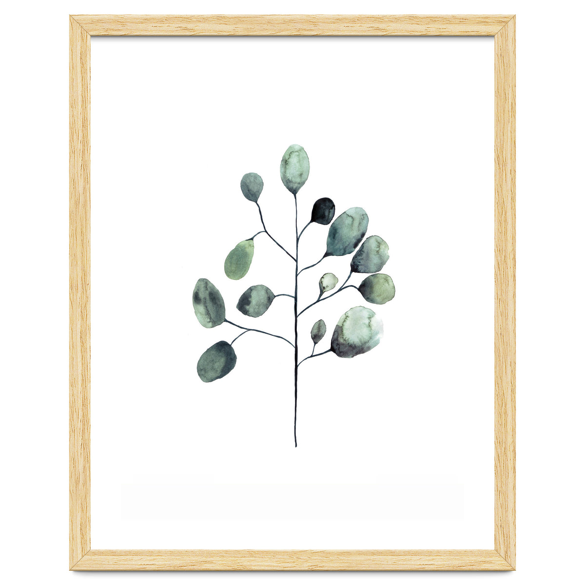 Botanical Illustration Eukalyptus