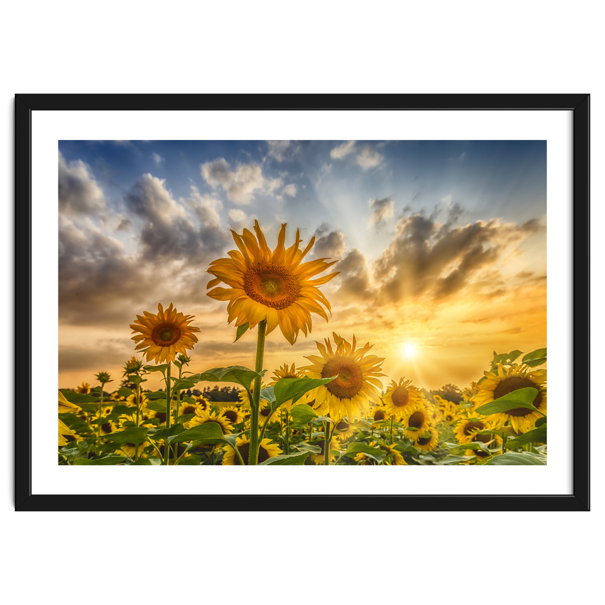 Lovely sunflowers in sunset