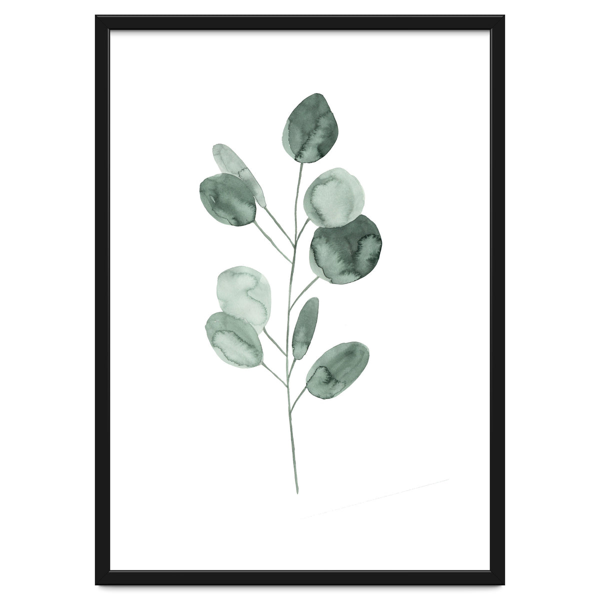 Botanical Illustration Eukalyptus2