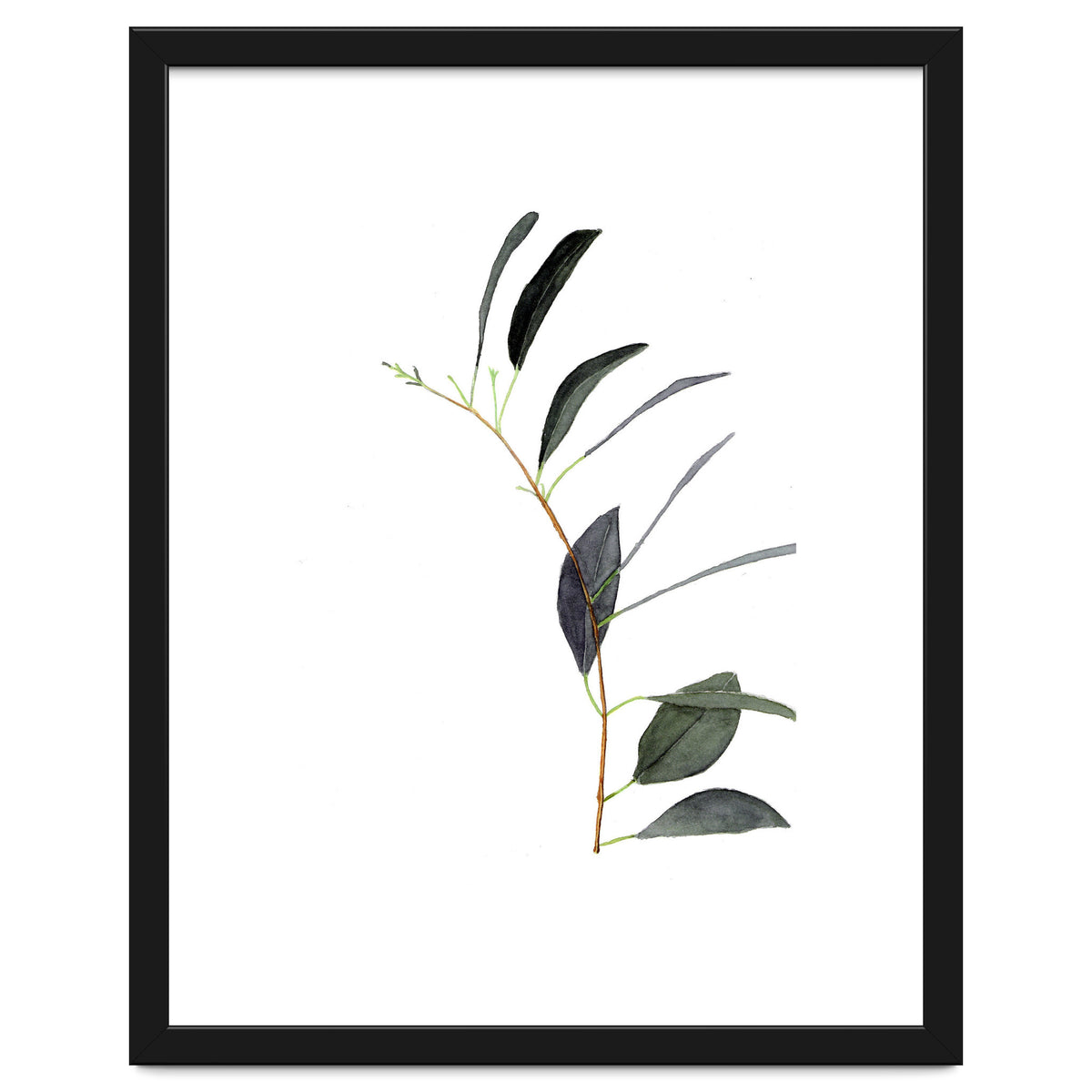 Untitled #14 - Eucalyptus