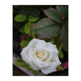 Angel Rose (Print Only) thumbnail