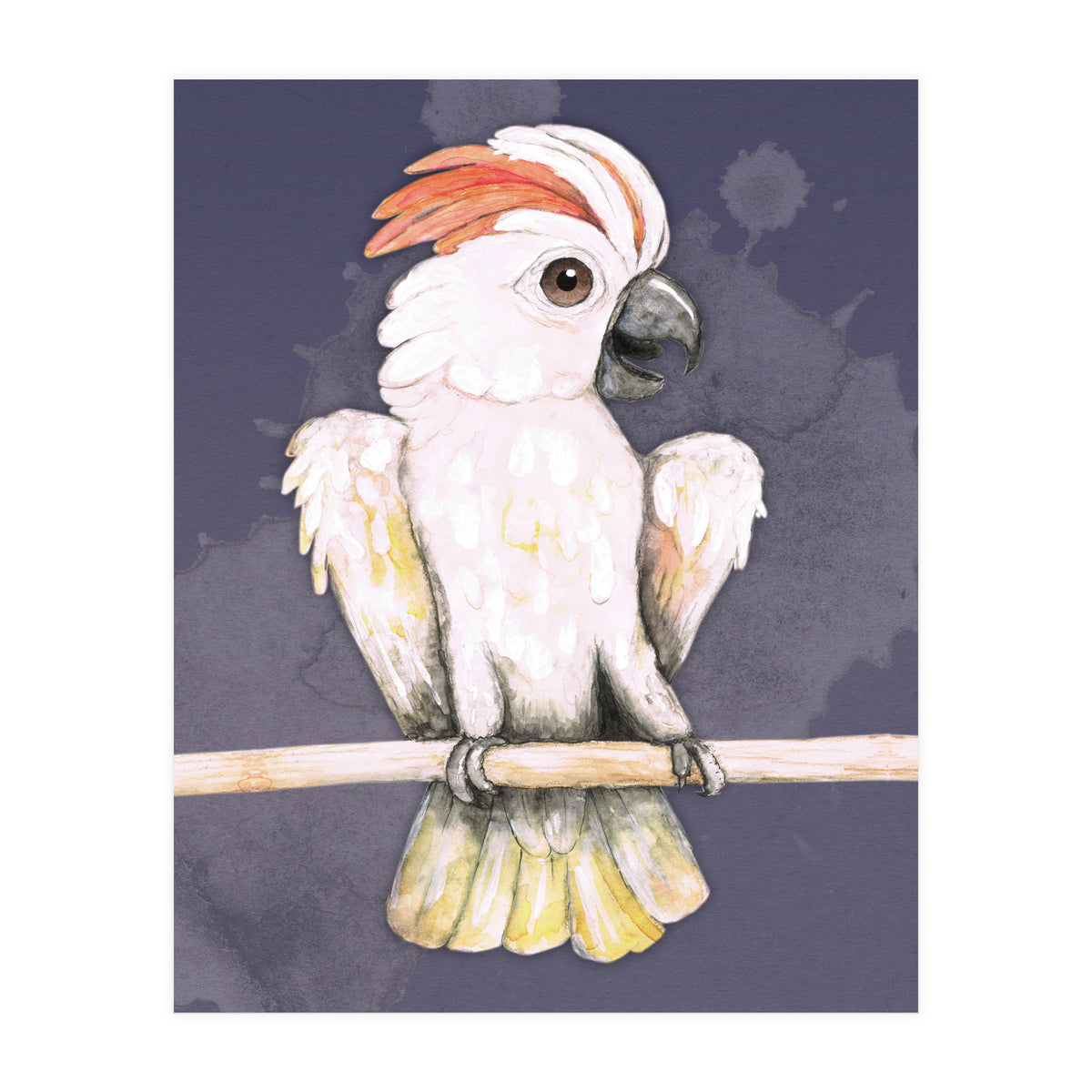 Salmon-crested cockatoo (Print Only)