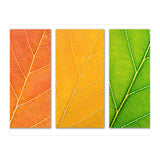 Autumn Leaves (Print Only) thumbnail