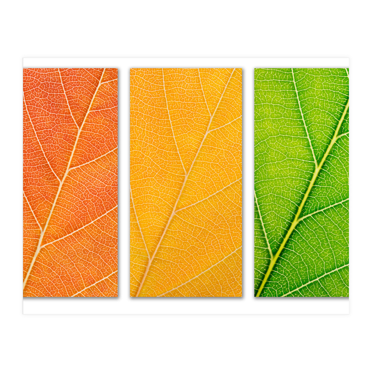 Autumn Leaves (Print Only)
