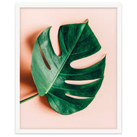 Monstera Shadow