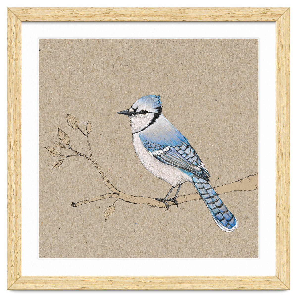 Blue jay
