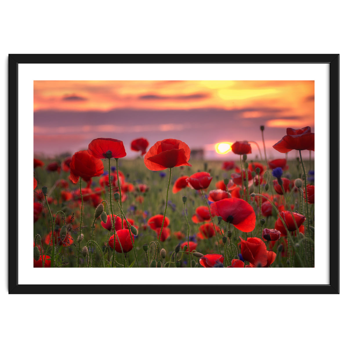 Poppies at Evening