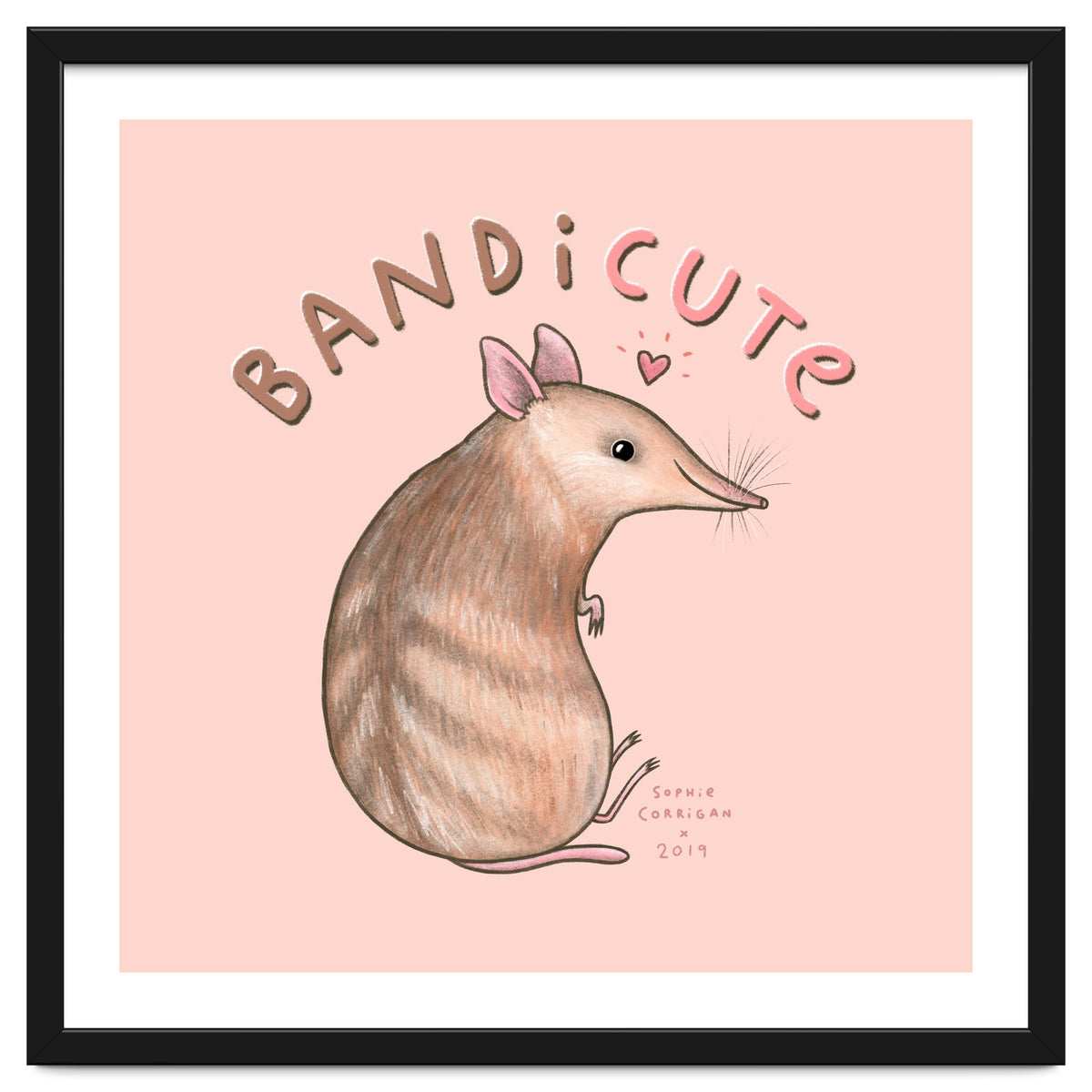 Bandicute